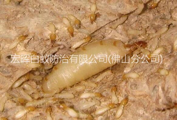 供應(yīng)南海區(qū)白蟻防治中心，南海區(qū)白蟻防治價(jià)錢，南海區(qū)白蟻防治價(jià)格