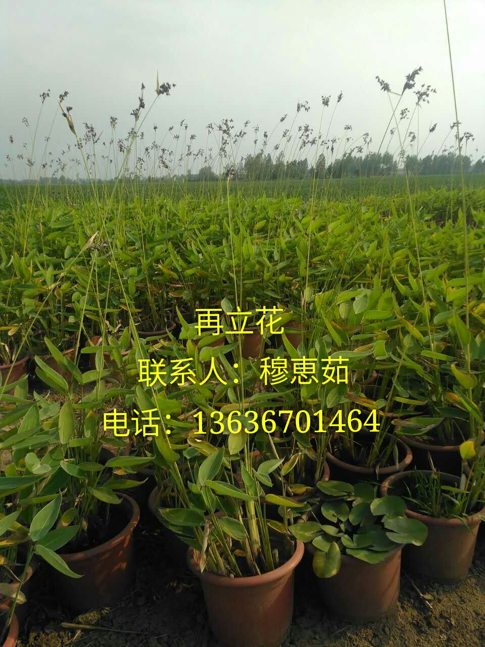 供應(yīng)再立花、四季玫瑰、旱傘草