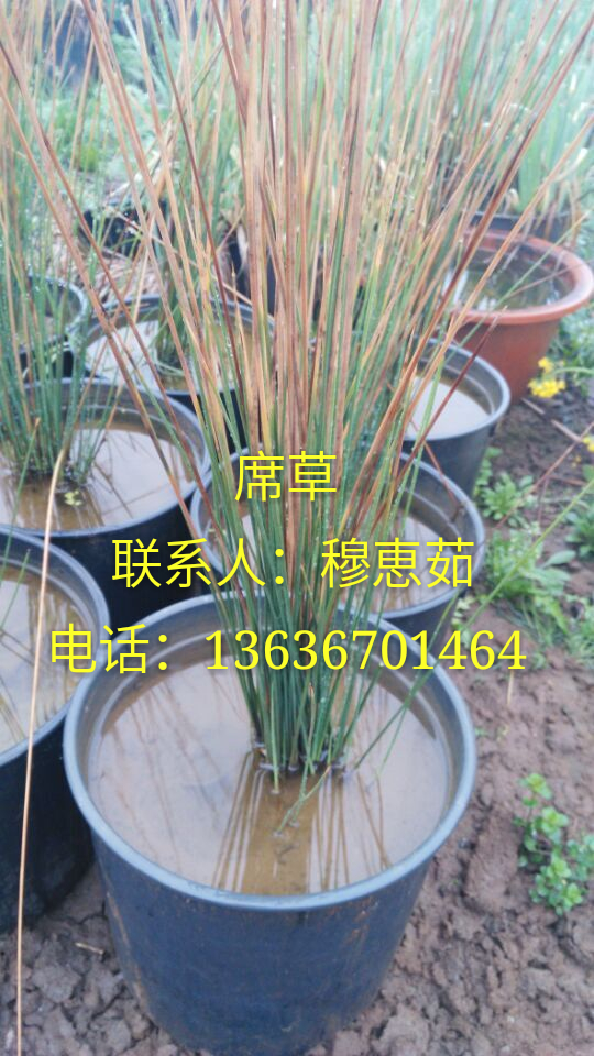 供應(yīng)西安水草、水草批發(fā)、西安觀賞草