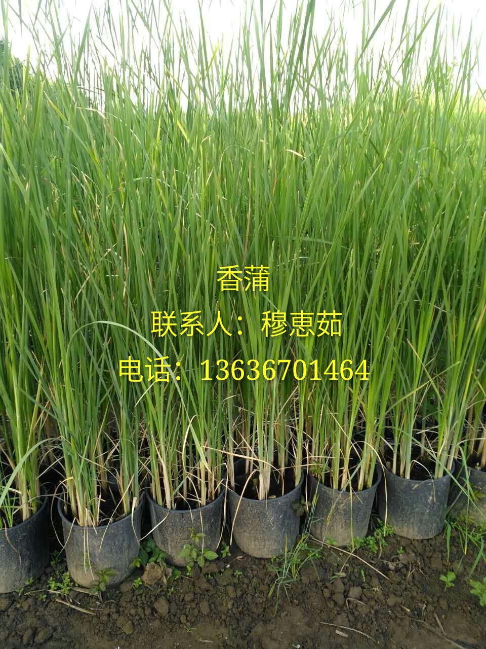 供應(yīng)西安水草、水草批發(fā)、西安觀賞草