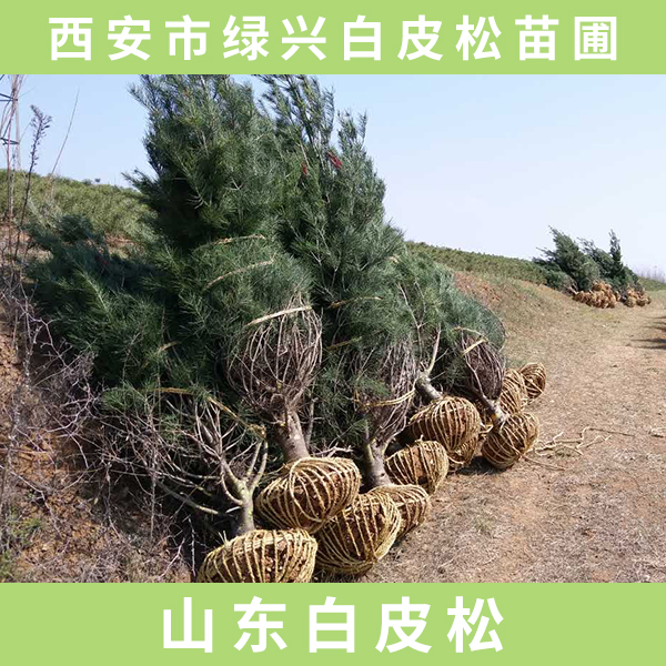 供應(yīng)山東白皮松  山東白皮松樹苗 綠化山東白皮松 山東白皮松廠家