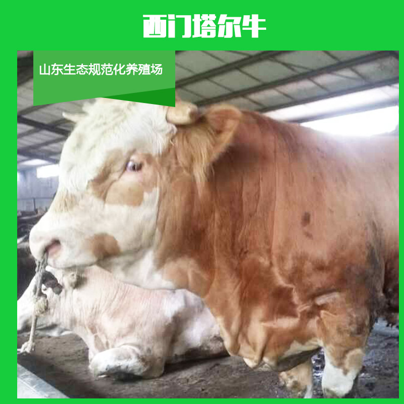 供應(yīng)西門塔爾牛 西門塔爾牛養(yǎng)殖場  純種西門塔爾牛  西門塔爾*苗