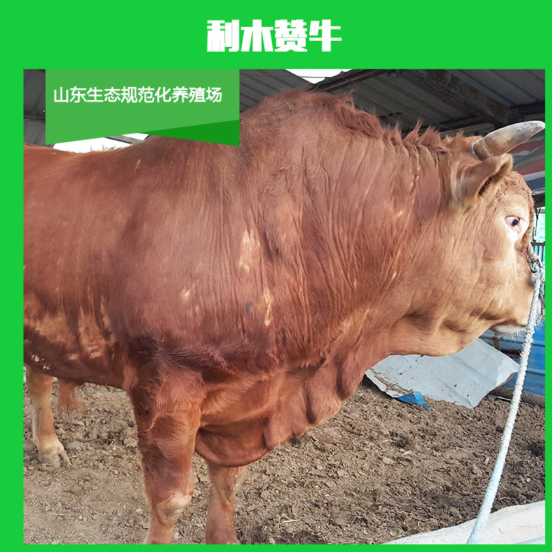 山東利木贊牛價格 山東利木贊牛批發(fā) 山東利木贊牛多少錢一頭 利木贊牛價格報價