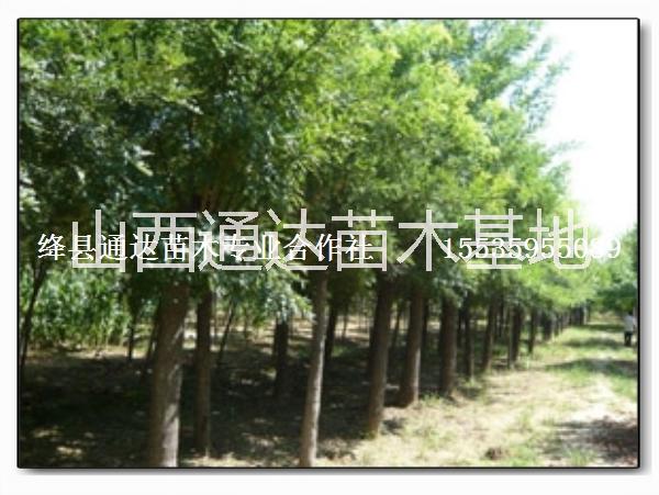 山西供應(yīng)3-8公分香花槐基地 香花槐價格 香花槐哪里有 嫁接香花槐專賣