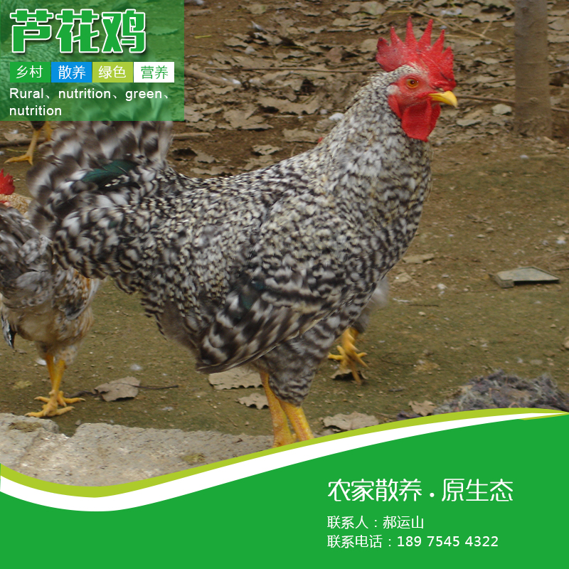 供應(yīng)蘆花雞苗廠家直銷成活率高量多從優(yōu)可以專車送貨