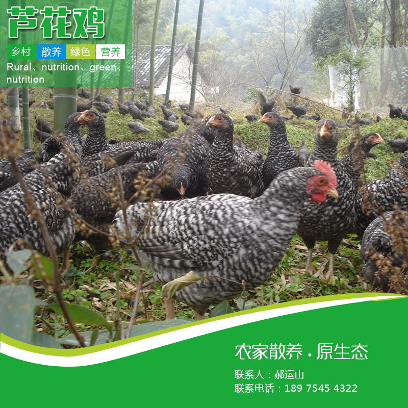 供應(yīng)蘆花雞苗廠家直銷成活率高量多從優(yōu)可以專車送貨