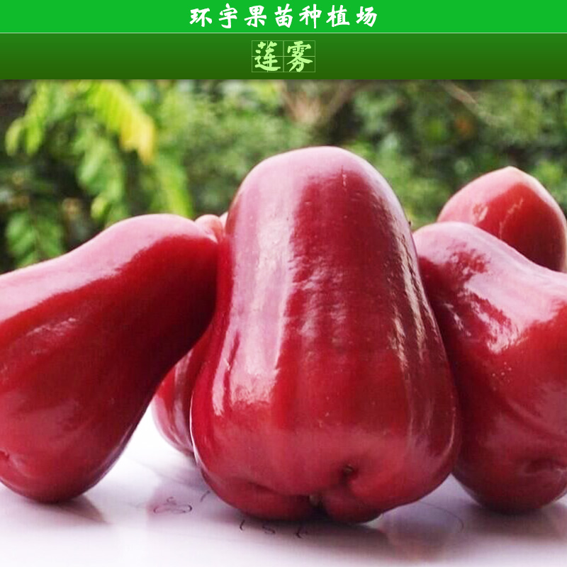 供應(yīng)蓮霧盆栽地栽 蓮霧果苗 果樹苗木 南方北方種植