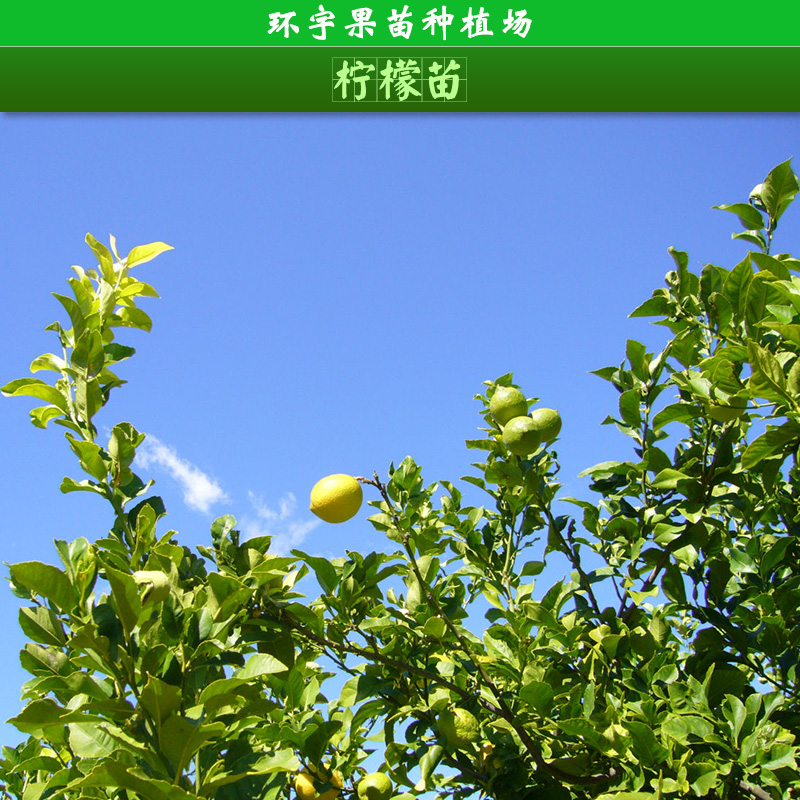 供應(yīng)庭院盆栽嫁接檸檬苗種植 廣西檸檬幼苗培植基地