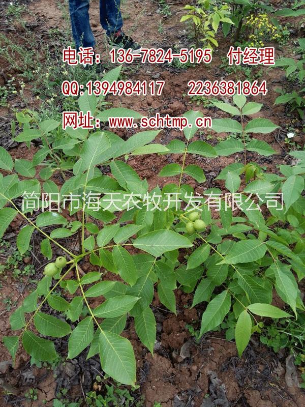 供應(yīng)用于產(chǎn)果的矮化核桃苗基地,高產(chǎn)核桃苗培育，嫁接核桃苗基地，核桃苗批發(fā)