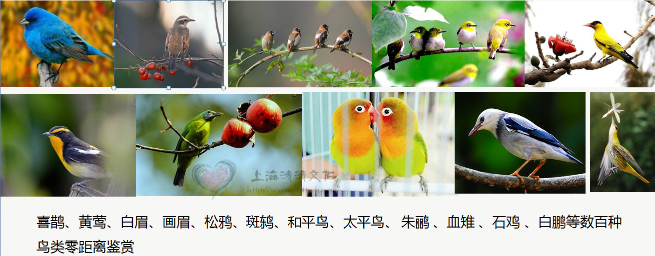供應(yīng)用于的暖場(chǎng)百鳥(niǎo)展資源百鳥(niǎo)爭(zhēng)鳴鳥(niǎo)藝鸚鵡表