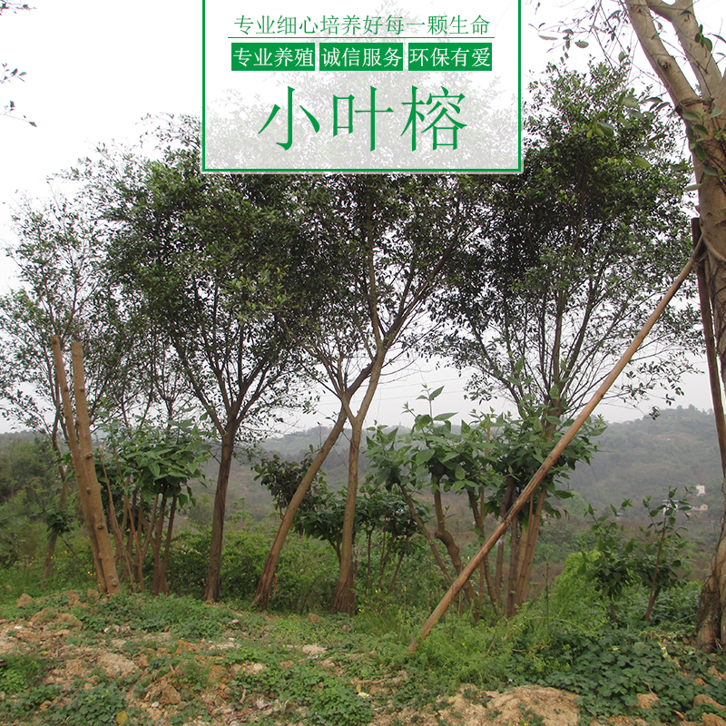 涌鑫綠化苗木基地供應(yīng)小葉榕樹、造型小葉榕盆景、重慶小葉榕苗木批發(fā)