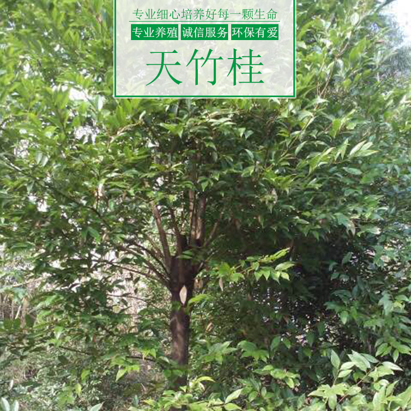 涌鑫綠化苗木基地供應(yīng)天竹桂樹、重慶天竹桂樹苗批發(fā)、園林綠化植被