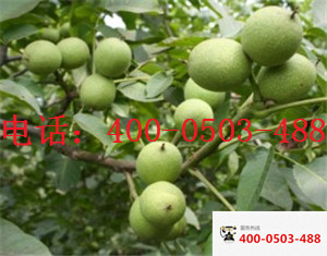 供應(yīng)用于嫁接核桃苗  8518核桃苗 重慶巫溪嫁接核桃苗  重慶巫溪薄皮核桃苗 重慶巫溪良種核桃苗