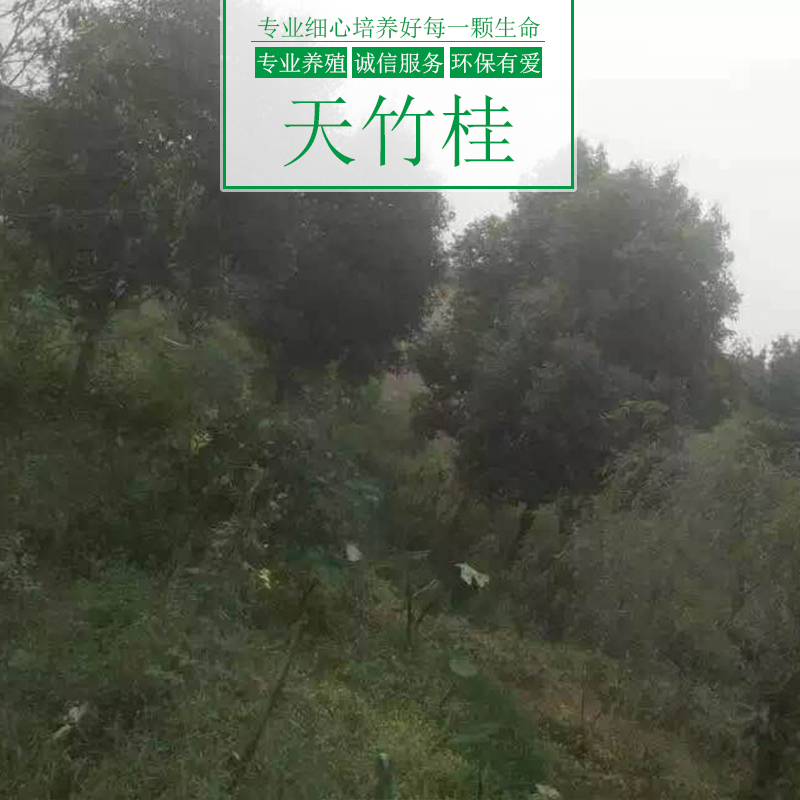 涌鑫綠化苗木基地供應(yīng)天竹桂樹、重慶天竹桂樹苗批發(fā)、園林綠化植被
