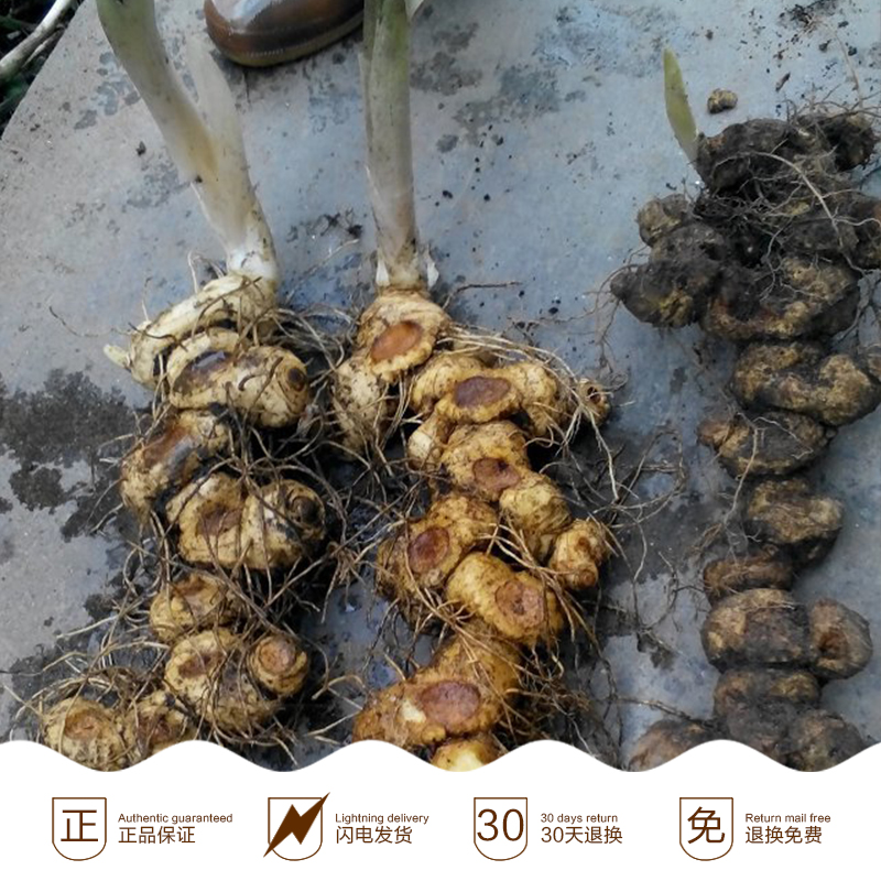 供應(yīng)云南黃精苗價(jià)格-云南黃精苗種植基地-云南黃精苗供應(yīng)商