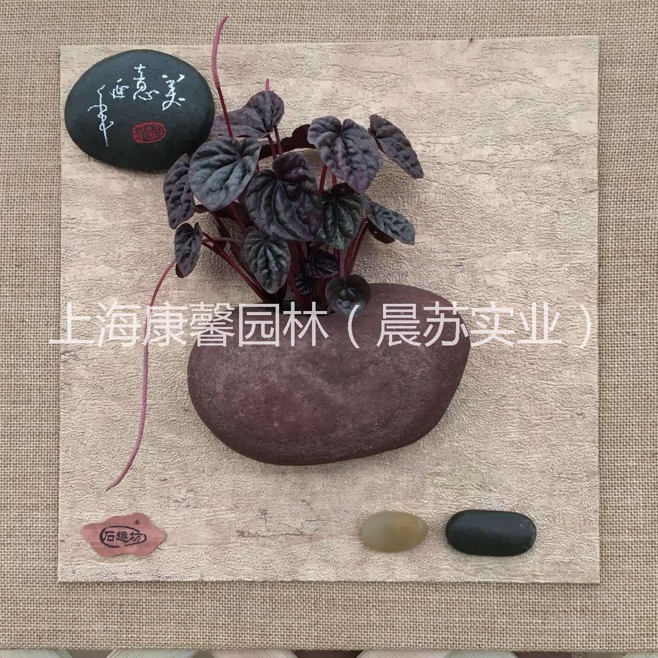 供應(yīng)上海壁掛式辦公室植物租賃，上海壁掛式辦公室植物租賃電話，上海壁掛式辦公室植物價格