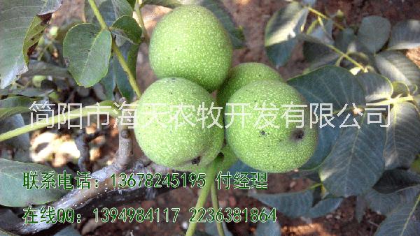 批發(fā)甘孜核桃苗，核桃苗批發(fā)多少錢，核桃苗多少錢一株