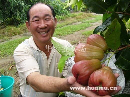 供應(yīng)新優(yōu)品種蓮霧苗、鮮果、盆栽