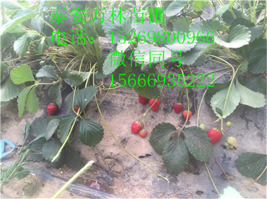 草莓苗哪里價(jià)格便宜 草莓苗品種有哪些 草莓苗多少錢一株