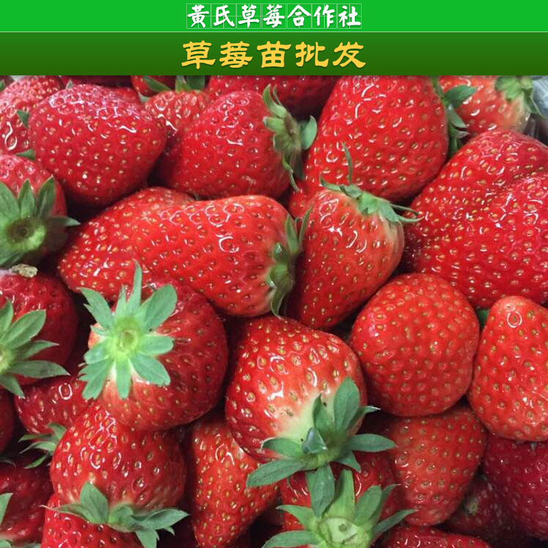 杭州草莓品種批發(fā)，牛奶草莓供應商，草莓培育，草莓生長習慣，草莓價格