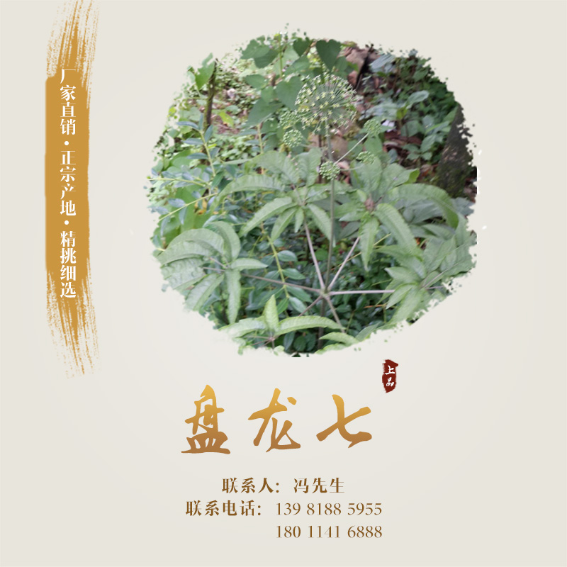 供應(yīng)盤龍七 盤龍七種子、種苗 盤龍七種植基地 盤龍七栽培技術(shù)