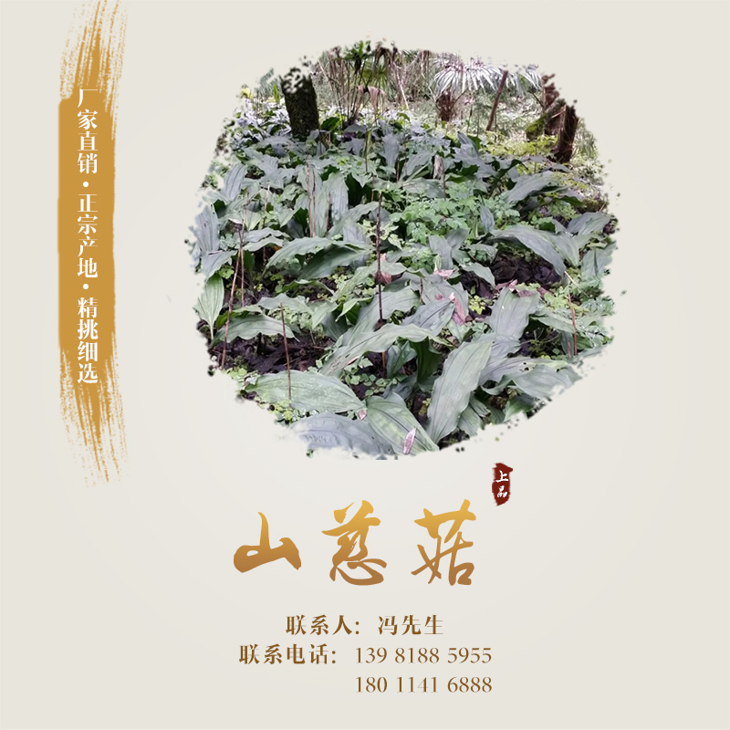 供應(yīng)山慈菇 山慈菇種子、種苗 山慈菇報(bào)價(jià) 山慈菇廠家直銷