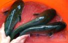 供應(yīng)用于鯰魚養(yǎng)殖戶的南方大口鯰魚苗