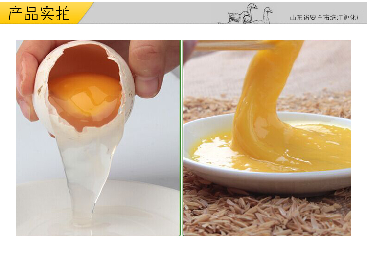 農家鵝蛋批發(fā)價格， 鵝蛋的功效與作用 濰坊鵝蛋報價