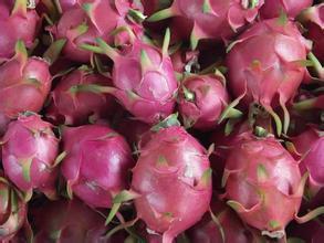 供應(yīng)廣西玉林火龍果苗批發(fā)價(jià)