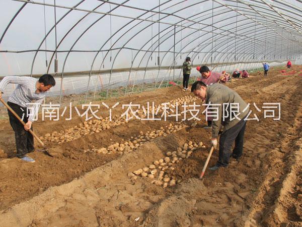 河南脫毒紅薯苗高產(chǎn)量紅薯苗小農(nóng)丫農(nóng)業(yè)