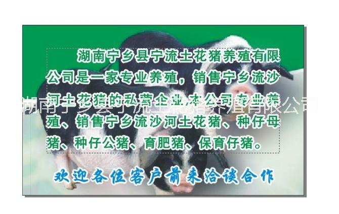 有機養(yǎng)殖寧鄉(xiāng)豬,綠色養(yǎng)殖寧鄉(xiāng)花豬，熟食喂養(yǎng)的寧鄉(xiāng)土花豬，傳統(tǒng)方法養(yǎng)殖的寧鄉(xiāng)土豬，寧鄉(xiāng)流沙河無公害養(yǎng)殖