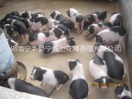 *寧鄉(xiāng)豬保種基地-*寧鄉(xiāng)豬保護(hù)區(qū)交易所-寧鄉(xiāng)花豬銷售中心-寧鄉(xiāng)土花豬交易所