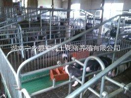 供應(yīng)湖南寧鄉(xiāng)花豬標(biāo)準(zhǔn)化基地建設(shè)，寧鄉(xiāng)花豬養(yǎng)殖基地，寧鄉(xiāng)花豬標(biāo)準(zhǔn)化養(yǎng)殖，寧鄉(xiāng)花豬基地建設(shè)