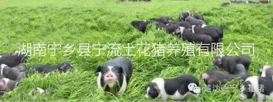 原產(chǎn)地養(yǎng)殖的*寧鄉(xiāng)豬苗豬-寧鄉(xiāng)花豬保種基地-寧鄉(xiāng)花豬原種場(chǎng)-原產(chǎn)地寧鄉(xiāng)花豬養(yǎng)殖場(chǎng)