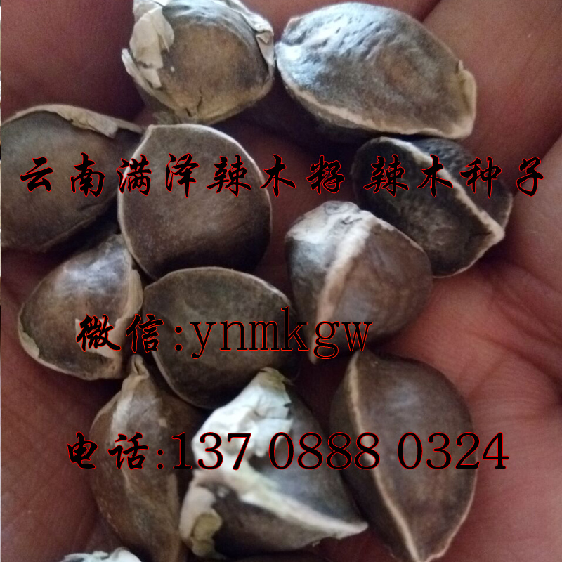 云南滿澤辣木籽，優(yōu)質(zhì)辣木籽，辣木籽味道與功效，辣木籽什么味道，辣木籽不同味道，辣木籽味道代表什么