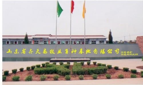 山東省菏澤市大型養(yǎng)牛場出售西門大耳牛小牛犢和育肥牛