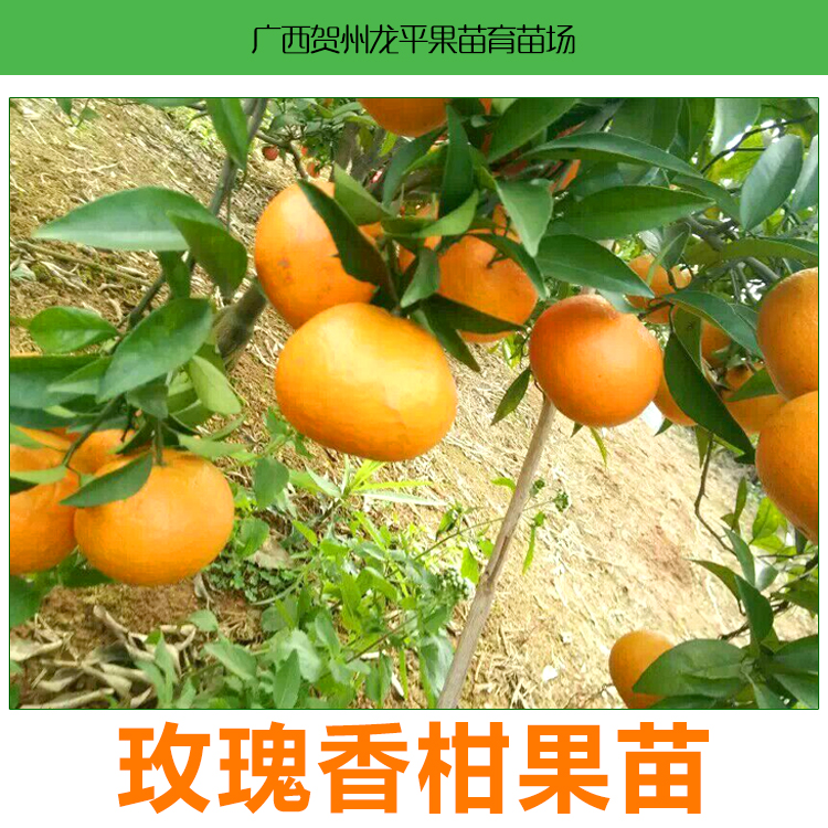 供應(yīng)廣西玫瑰香柑批發(fā)價(jià)格玫瑰香柑報(bào)價(jià)