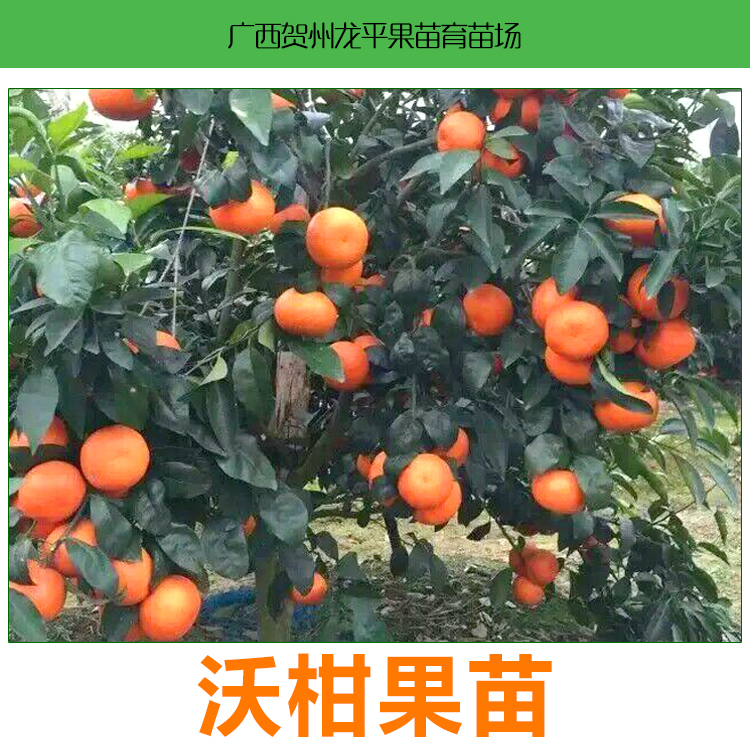 桂林091無核沃柑種植基地，桂林091無核沃柑苗批發(fā)價(jià)，桂林091無核沃柑苗供應(yīng)商