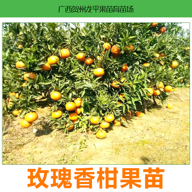 供應(yīng)廣西玫瑰香柑批發(fā)價(jià)格玫瑰香柑報(bào)價(jià)