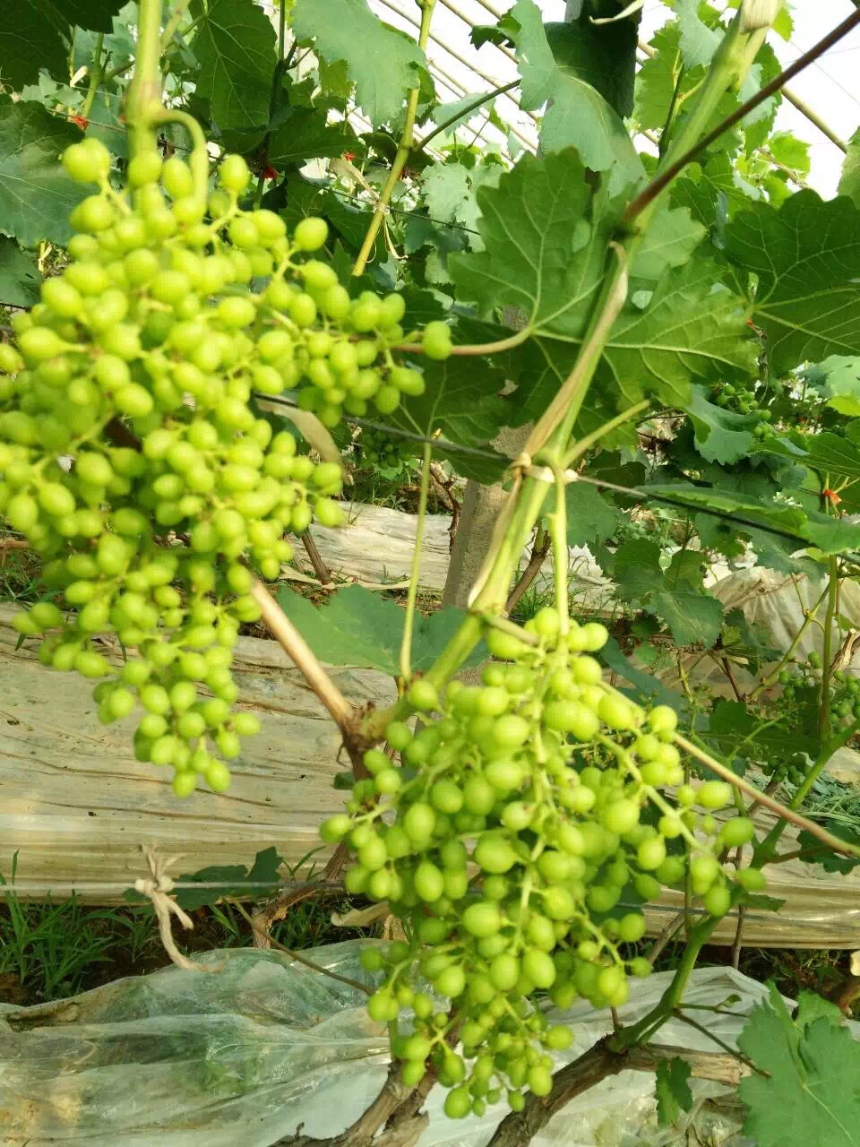 供應2016新品種葡萄種植方法，2016新品種葡萄種植方法介紹，2016新品種葡萄種植方法傳授，2016新品種葡萄種植