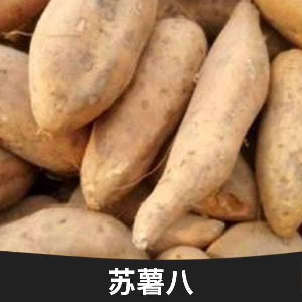 山東蘇薯八批發(fā)，山東蘇薯八報價， 山東蘇薯八批發(fā)商