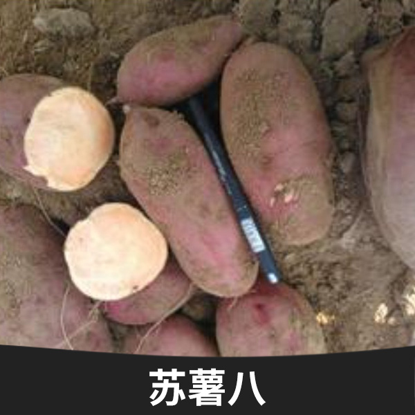 蘇薯八哪里有批發(fā)價格，蘇薯八種植基地批發(fā)，蘇薯八種植基地直銷