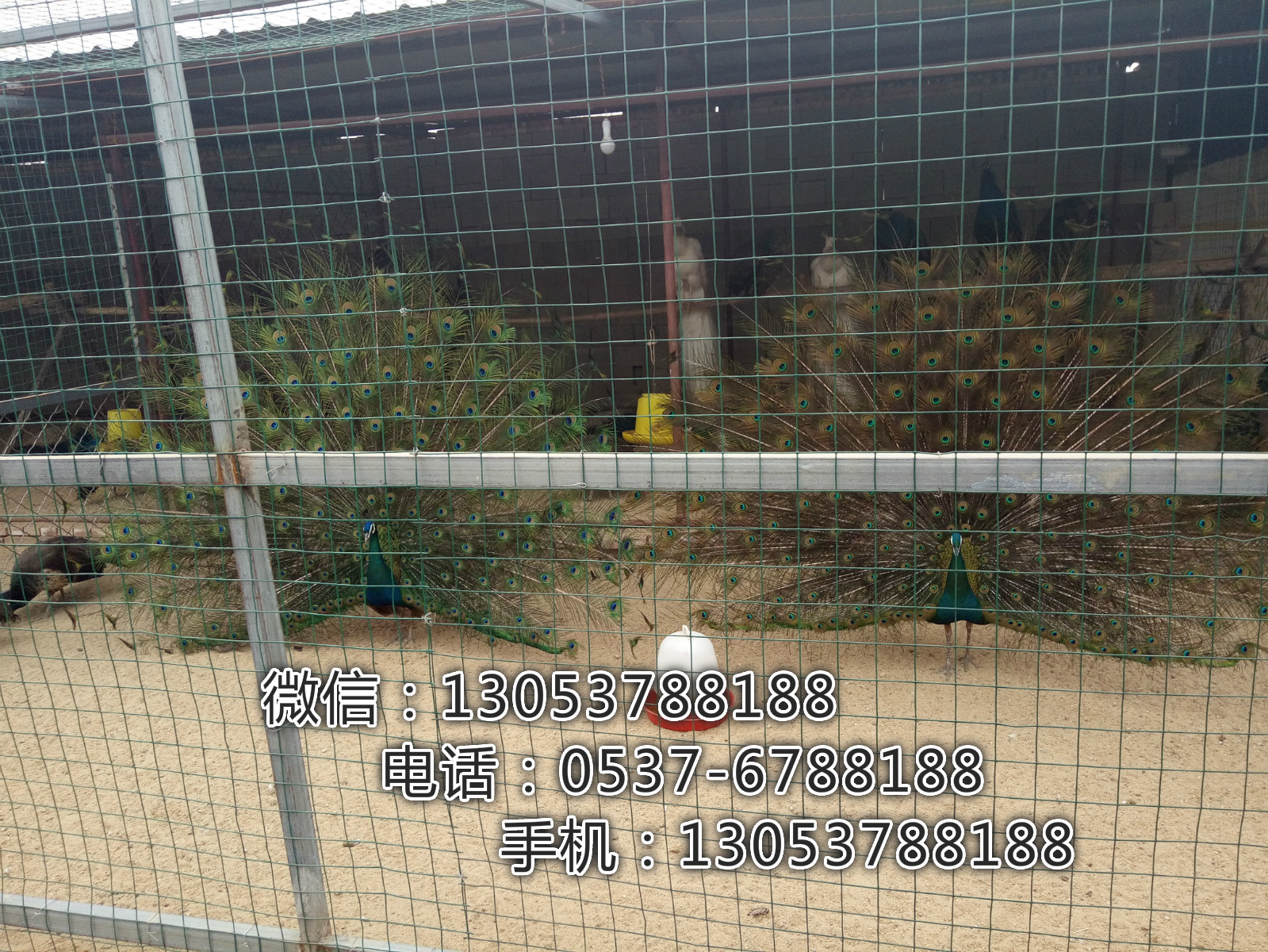 供應(yīng)*養(yǎng)殖需要什么條件