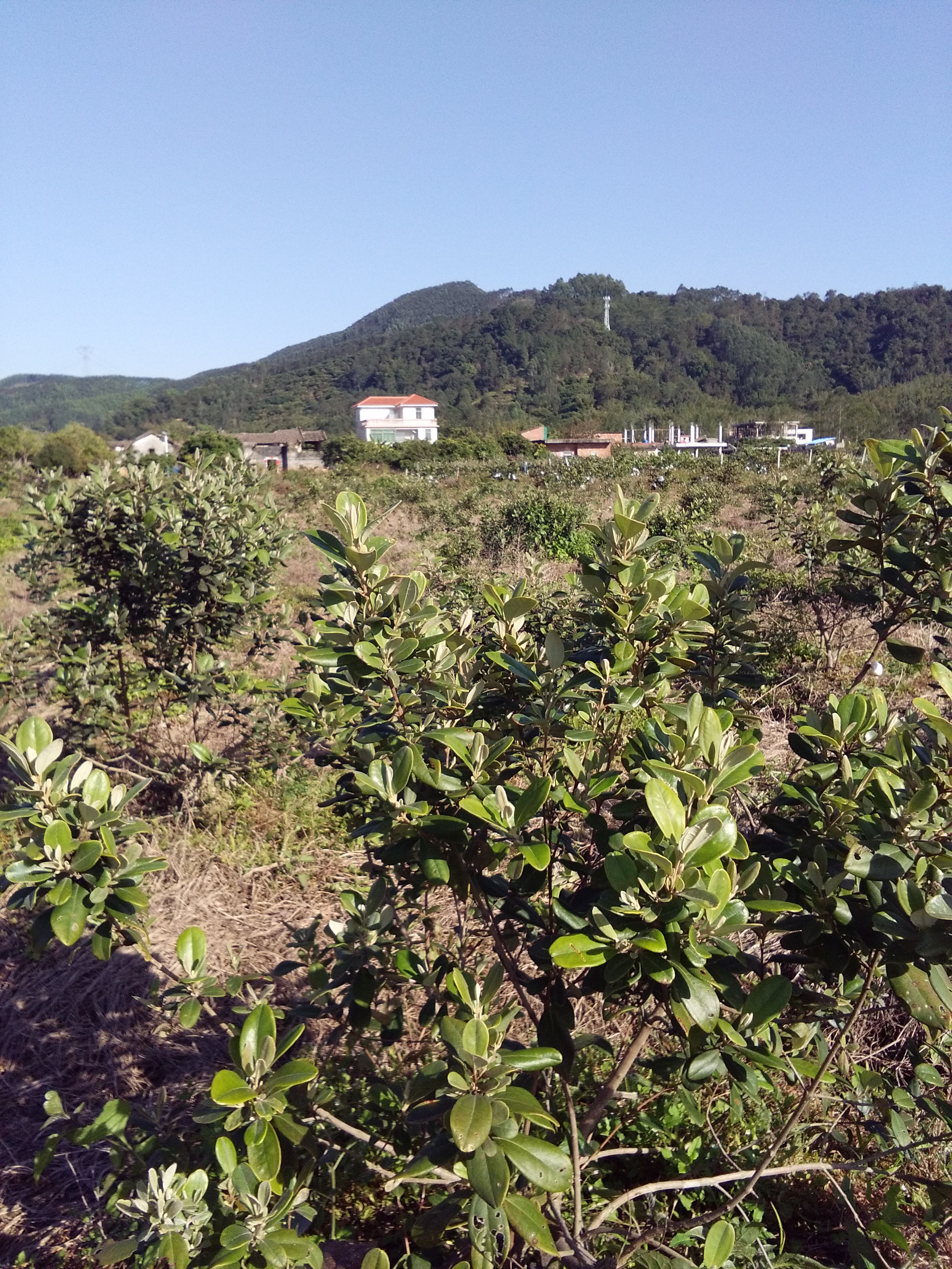 桃金娘苗 桃金娘苗王18926480212