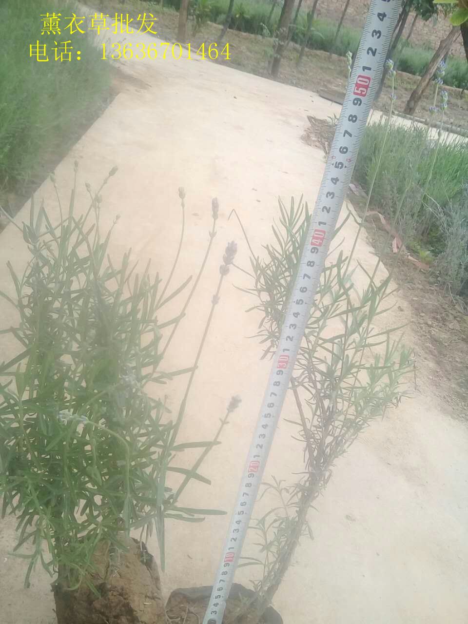 供應(yīng)用于花海的普羅旺斯薰衣草、窄葉薰衣草、耐寒薰衣草
