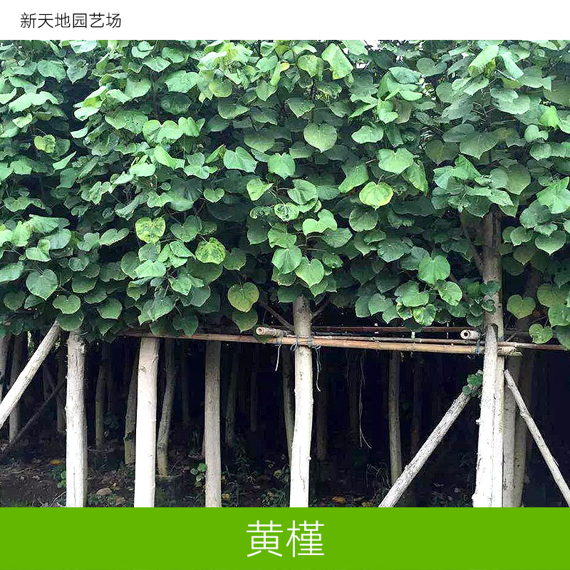 供應(yīng)綠化苗木黃槿報價 黃槿種植基地 黃槿批發(fā) 新天地園藝場 黃槿價格 綠化苗木黃槿