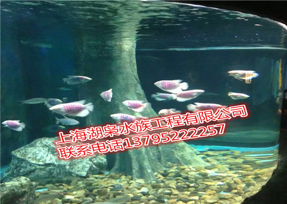 大型魚缸定做生產(chǎn)廠家、大型魚缸定做供應(yīng)商、大型魚缸定做公司的聯(lián)系方式,