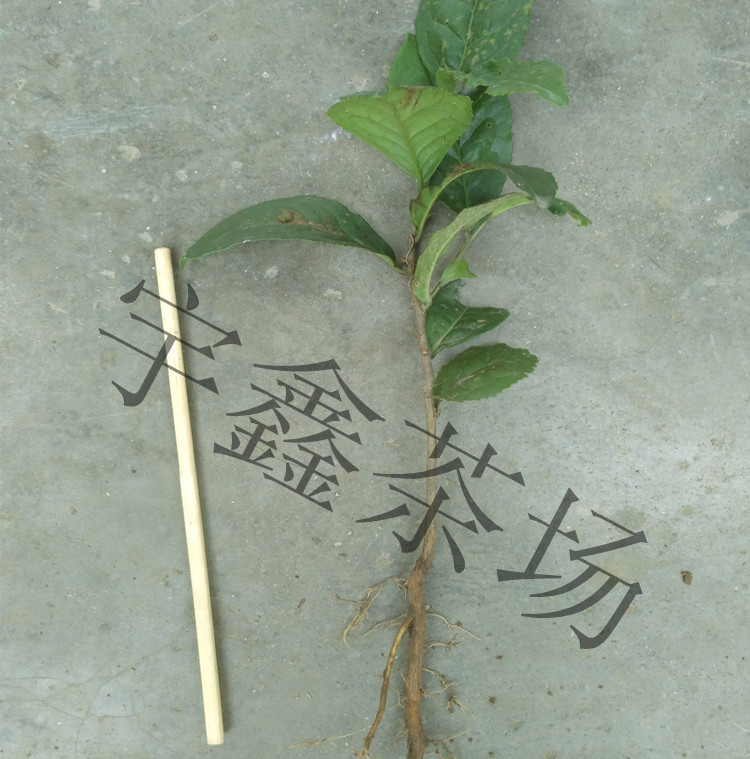 供應(yīng)茶苗 信陽毛尖茶樹苗 綠化苗木 綠茶苗 信陽毛尖茶苗