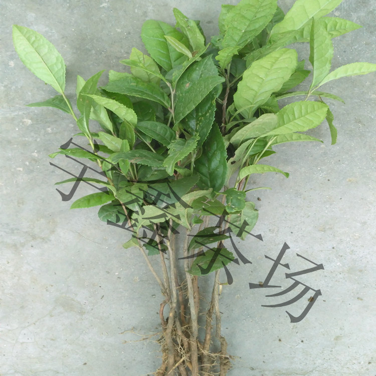 供應(yīng)茶苗 信陽毛尖茶樹苗 綠化苗木 綠茶苗 信陽毛尖茶苗