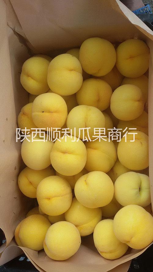 供應(yīng)用于食用品的陜西凱特杏價(jià)格大荔凱特杏基地批發(fā)-順利果品商行大量供應(yīng)